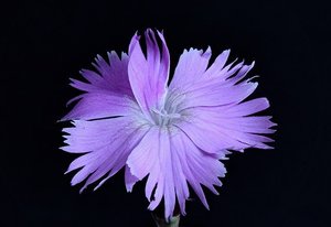 撫子（なでしこ）の花言葉とは？「大和撫子」の意味とも関連がある？