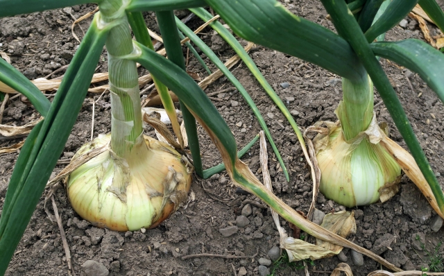 「苦土」とは何か?意味や使い方・効果を解説!苦土石灰との関連は?