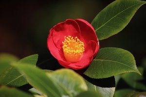 椿（ツバキ）の花言葉とは？色別・種類別にご紹介！