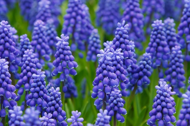 ムスカリの花言葉とは?青や黄色など豊富な品種も詳しくご紹介!のイメージ