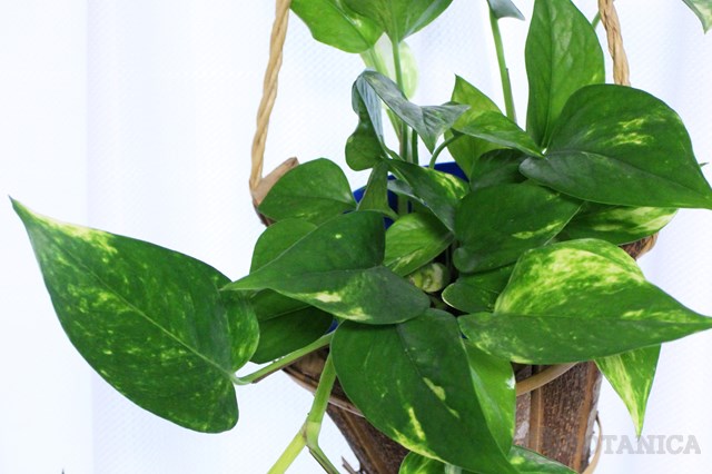 ポトスの育て方!植え替えの時期・方法や上手な仕立て方をご紹介!