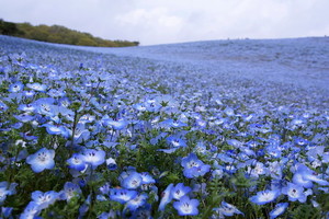 瑠璃唐草（るりからくさ）とは？特徴・種類・花言葉・育て方を紹介！