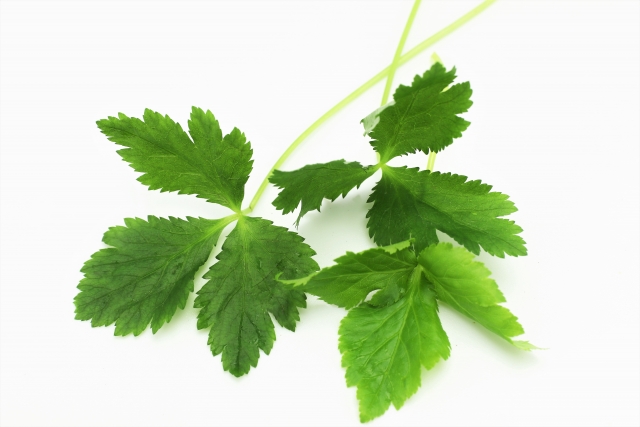 三つ葉（ミツバ）の育て方！家庭菜園での上手な栽培方法をご紹介！