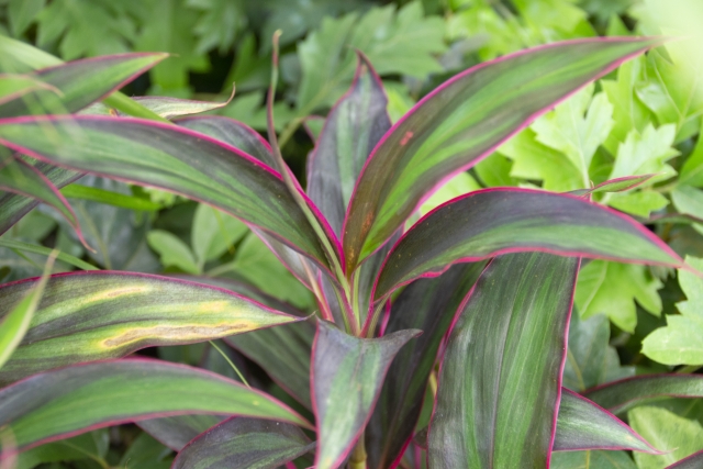 コルディリネ（コルジリネ）とは？その種類や特徴をご紹介！