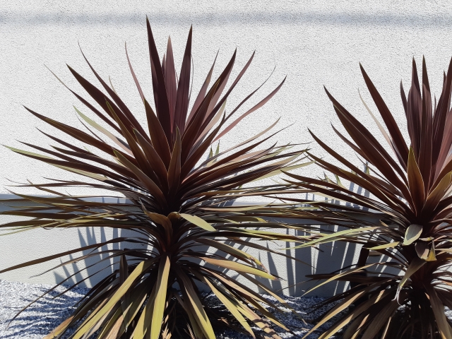 コルディリネの育て方!植え替えの方法や寄せ植えのコツなどを解説!