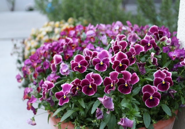 ビオラの育て方!種まきから開花までの流れや寄せ植えのコツを解説!