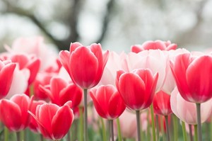 「チューリップ」の花言葉は？赤・白・黄色など色別・種類別に紹介！