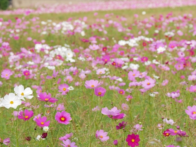 「コスモス」の花言葉とは?赤・白・ピンクなど色別・種類別に紹介!のイメージ