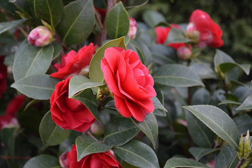 サザンカの剪定方法！必要となる時期・回数・頻度・やり方などを解説！のイメージ