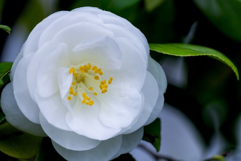 椿（ツバキ）と山茶花（サザンカ）の違いは？見分けるポイントも解説！のイメージ