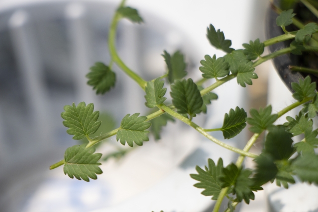 サラダバーネットってどんなハーブ?特徴や育て方・食べ方をご紹介!