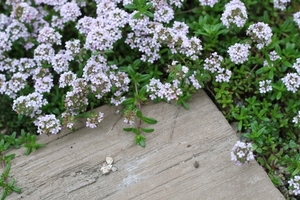 「タイム」の育て方！植え付けのコツから上手な増やし方までご紹介！