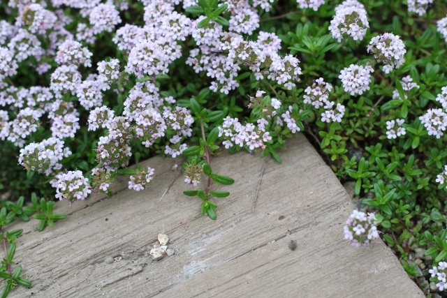 「タイム」の育て方!植え付けのコツから上手な増やし方までご紹介!のイメージ