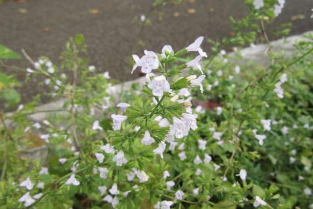 カラミンサの育て方!管理のコツや上手な増やし方などをご紹介!のイメージ