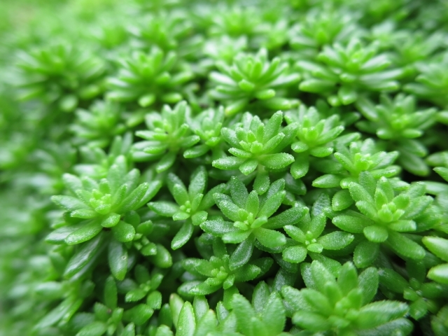 モリムラマンネングサとは?多肉植物としての特徴や育て方をご紹介!