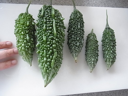 ゴーヤの種まきガイド!適切な時期や上手に発芽させるコツなどを解説!