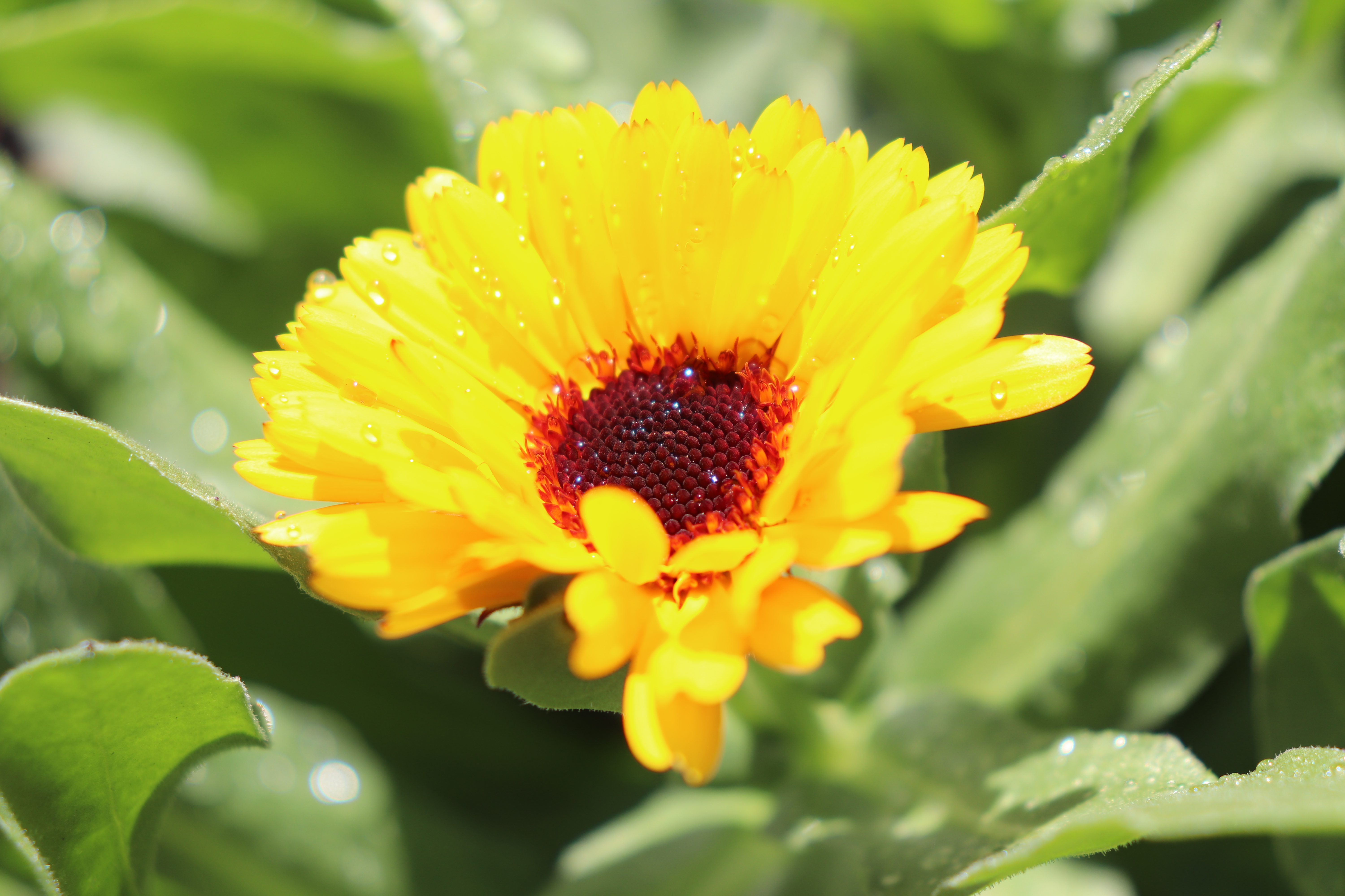 キンセンカの育て方（秋まき編）水やり・日当たりなど管理のコツは？のイメージ