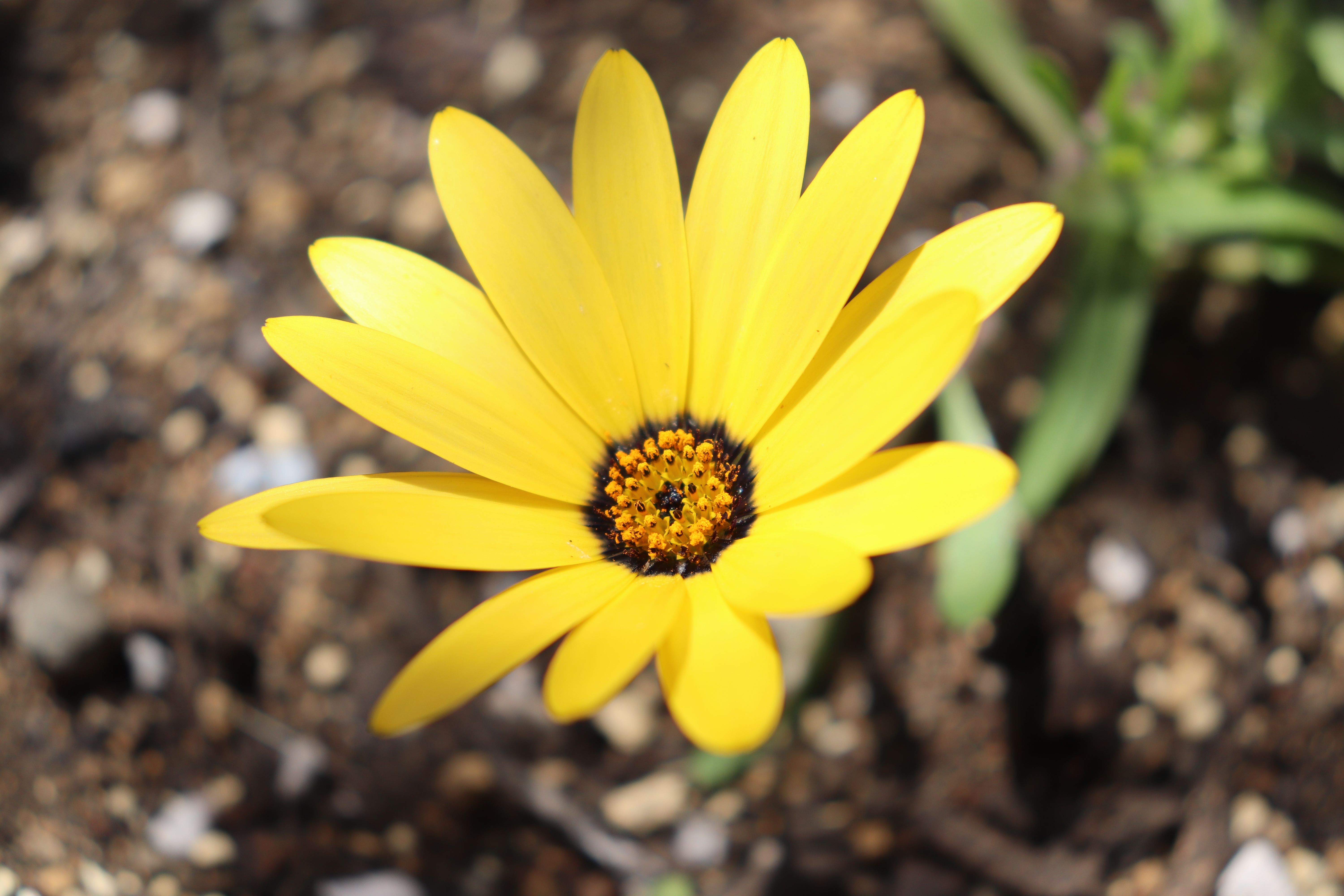 ディモルフォセカの育て方！種まきから開花まで管理のコツや注意点を紹介！