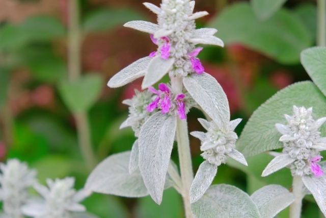 ラムズイヤーとは?特徴や花言葉からハーブとしての効能までご紹介!のイメージ