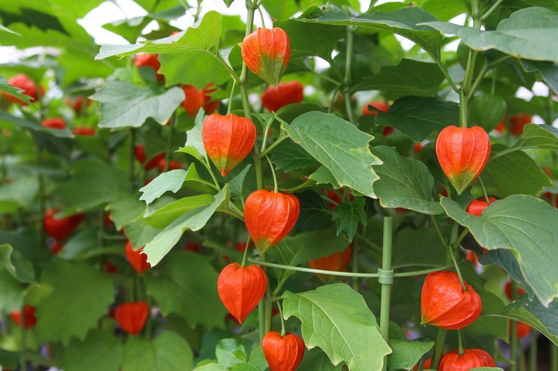 サイサリスってどんな花?特徴や花言葉から育て方・効能までご紹介!