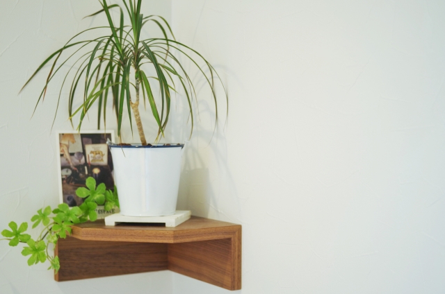 幸福の木（ドラセナ）の花ってどんな花？咲くと縁起がいいって本当？