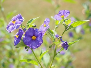 じゃがいもの花の役割とは？花が咲いた時は摘むべき？摘まないべき？