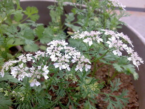 パクチーの花は食べられる？花が咲いた時にすべき対処法をご紹介！