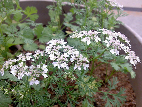 パクチーの花は食べられる?花が咲いた時にすべき対処法をご紹介!