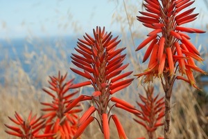 アロエの花ってどんなの？特徴・開花時期から花言葉や効能まで紹介！