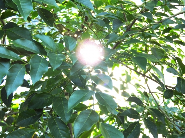 シマトネリコの花の特徴は?名前の由来や開花時期・香りなどをご紹介!のイメージ
