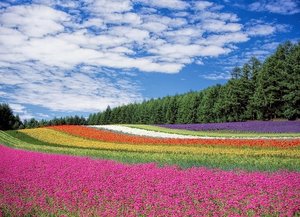 花・植物の漢字（80種類）をクイズ形式で紹介！どれだけ知ってる？