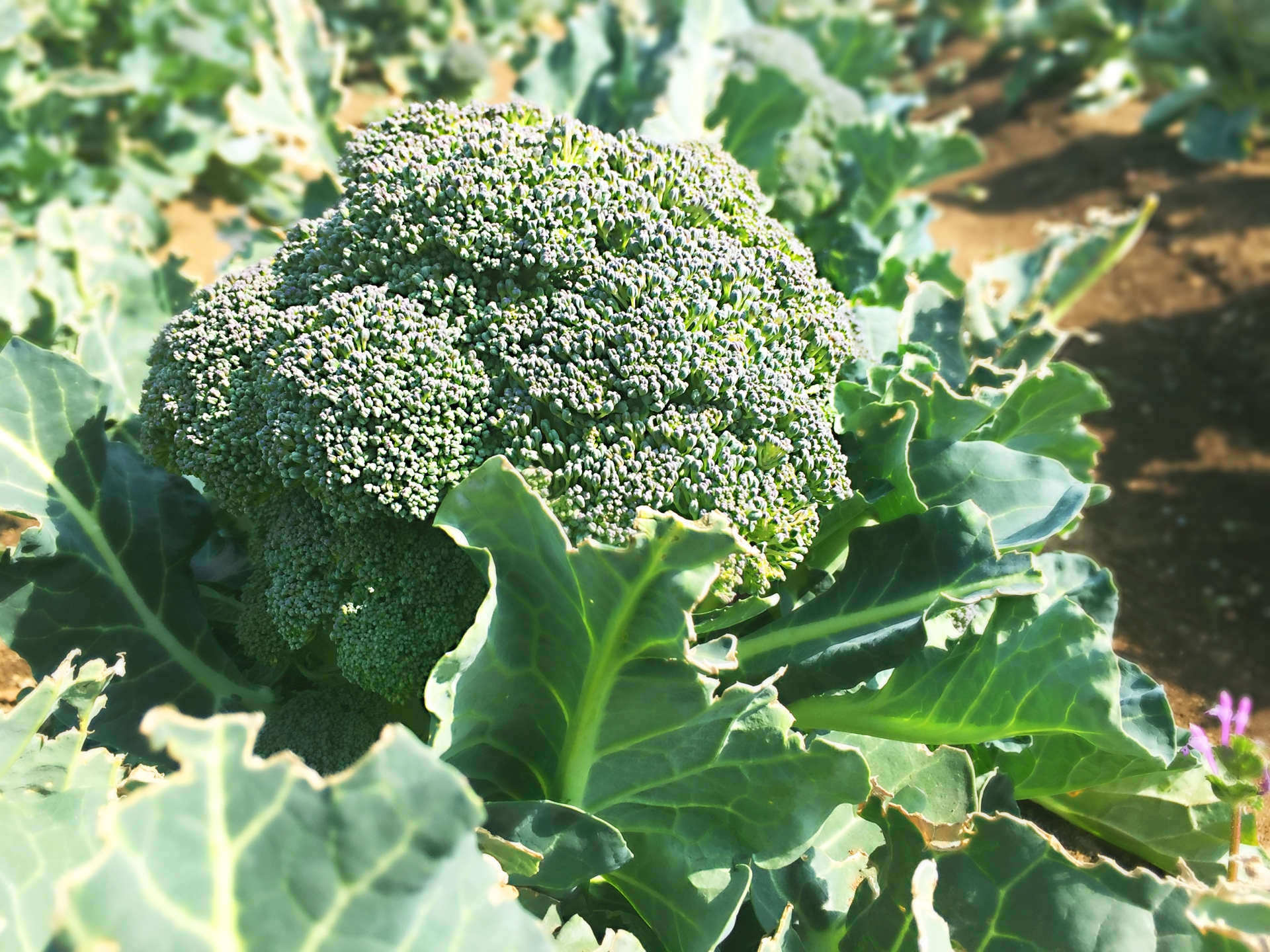 2月に植える・植えられる野菜6選!春に向け早めに準備すべき野菜は?のイメージ