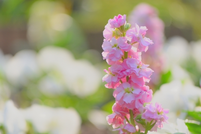 ストックの花言葉とは?ピンク・白・紫など色別や種類別にご紹介!のイメージ