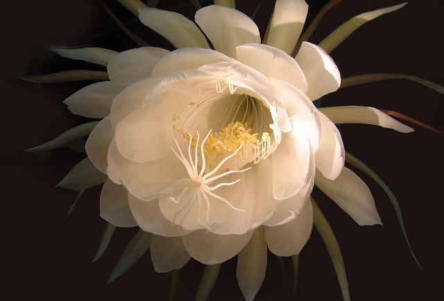 月下美人（ゲッカビジン）の花言葉は？色別や種類別にご紹介！のイメージ