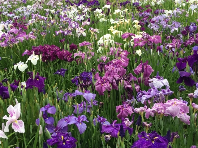 「菖蒲の花」とは?アヤメ・ショウブ・カキツバタの違いを含めて解説!のイメージ