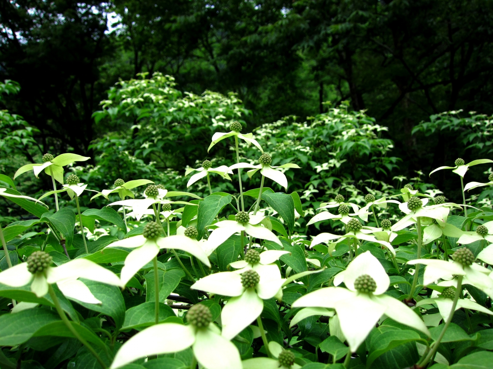 ヤマボウシの剪定方法！枝の種類別に適切な時期・やり方をご紹介！のイメージ