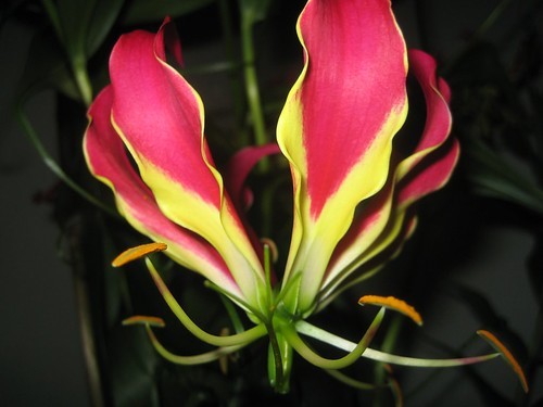 グロリオサとは?その特徴・種類や花言葉から育て方まで詳しくご紹介!のイメージ