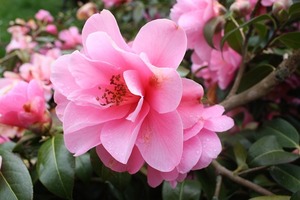 山茶花（サザンカ）の花言葉は？赤・ピンク・白など色別にご紹介！