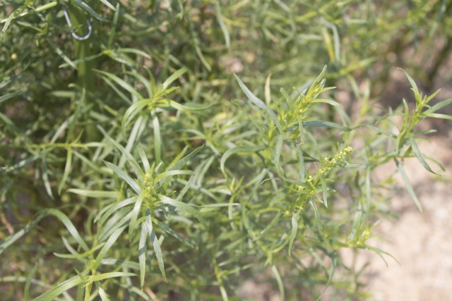 エストラゴンとは?ハーブとしての特徴・種類や用途をご紹介!