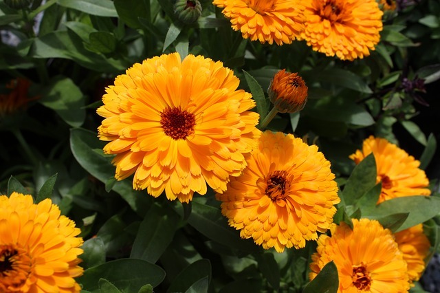 キンセンカ(金盞花)の花言葉とは?意味や由来を紹介!のイメージ