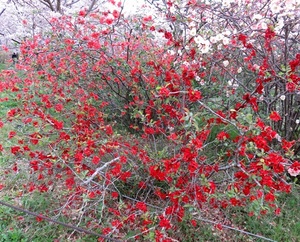 木瓜（ボケ）の花とは？種類や特徴から花言葉・育て方までご紹介！