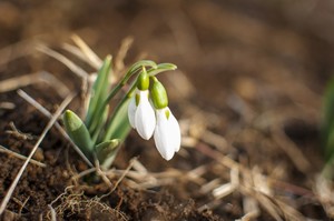 スノードロップの花言葉！意味が怖いって本当？贈る際の注意点は？