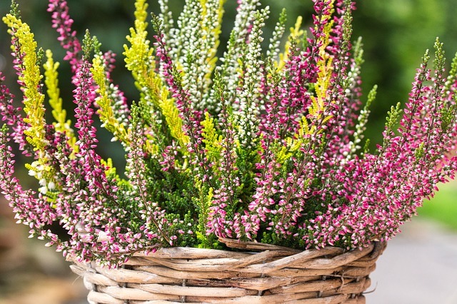 「エリカ」の花言葉は?色別・種類別にご紹介!開花時期はいつ頃?のイメージ