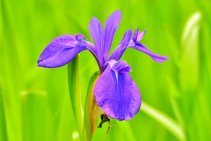 カキツバタ（杜若）の花言葉とは？色別・種類別にご紹介！