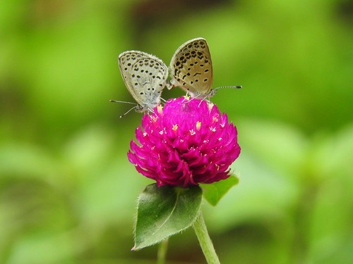 千日紅(センニチコウ)の花言葉とは?色別・種類別にご紹介!