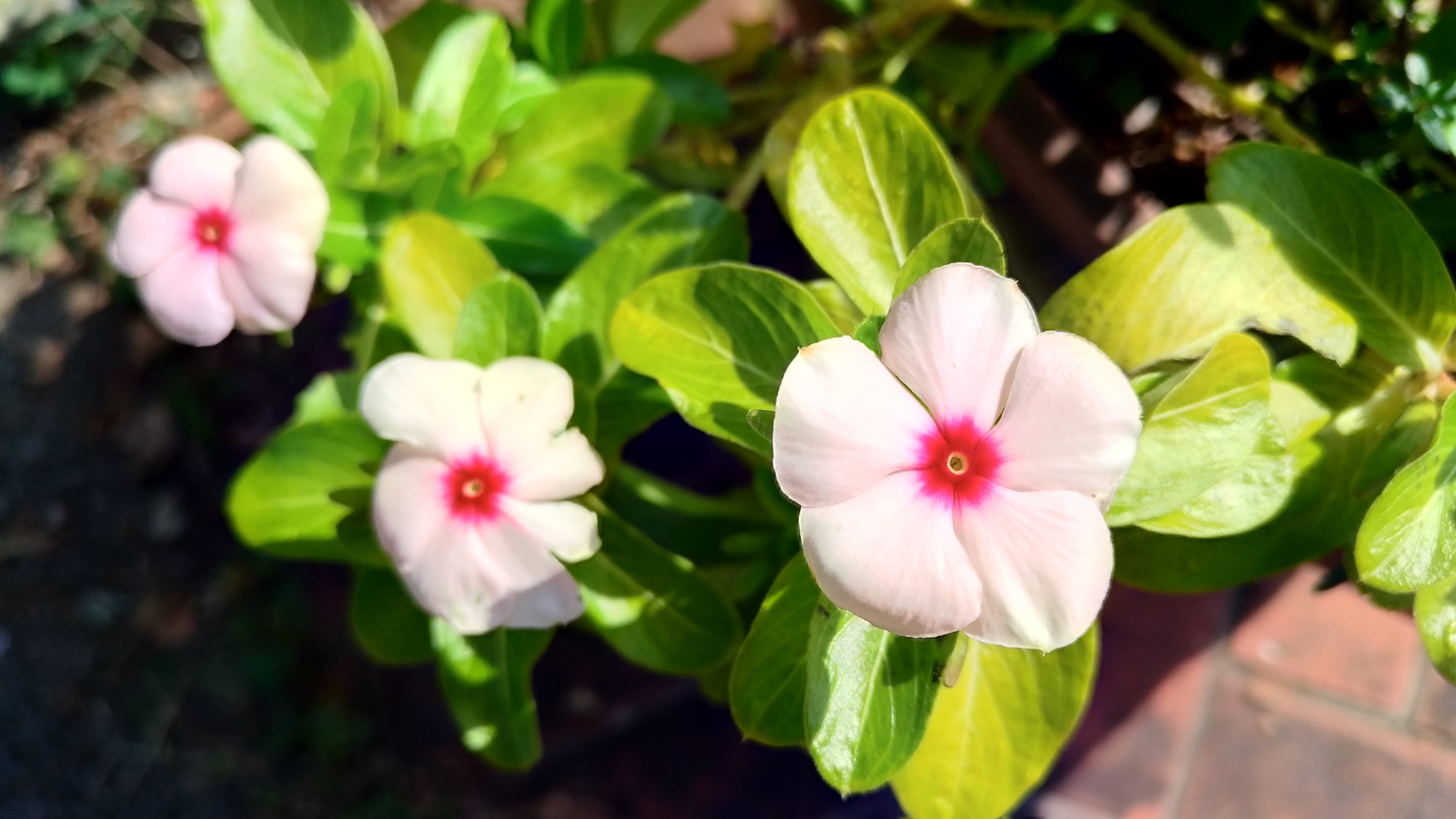 「友情」の花言葉をもつ花11選!友人への贈り物におすすめ植物は?