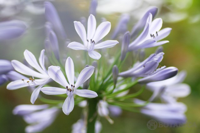 アガパンサス(紫君子蘭)の花言葉とは?種類や特徴もご紹介!のイメージ