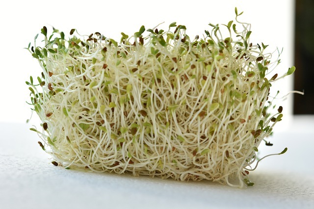 「アルファルファ」とは?野菜?もやし?食べ方や効能を紹介!のイメージ