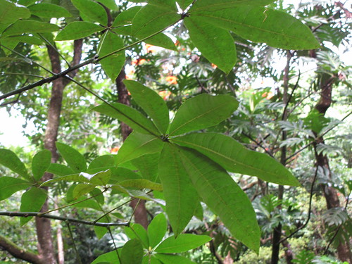 パキラの花言葉とは?風水的にも良いとされる理由や置き場所も解説!