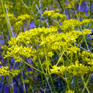 オミナエシ（女郎花）とは？名前の由来・特徴・花言葉や育て方を紹介！